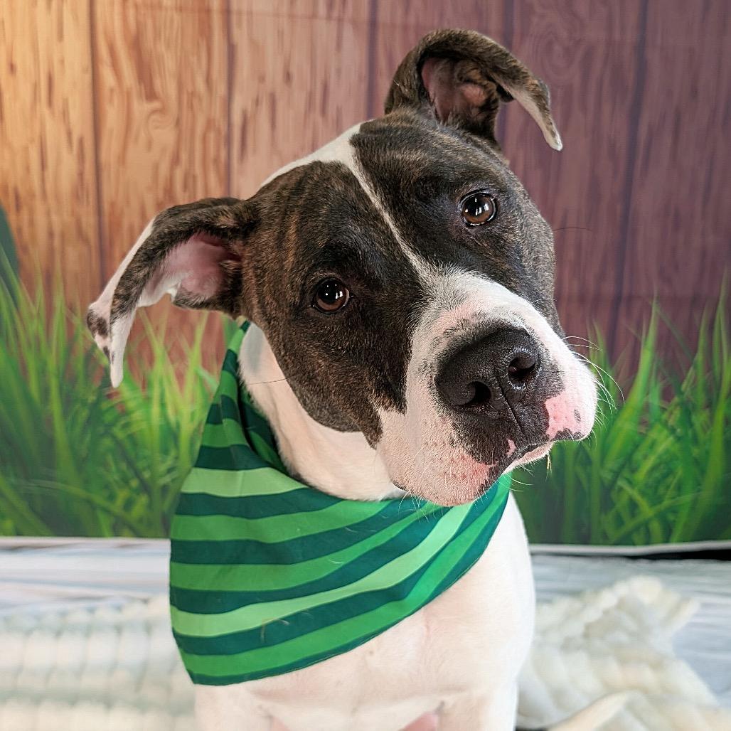 Enlarge Boom, a Adoptable Pit Bull Terrier in Chicago, IL image 5/5