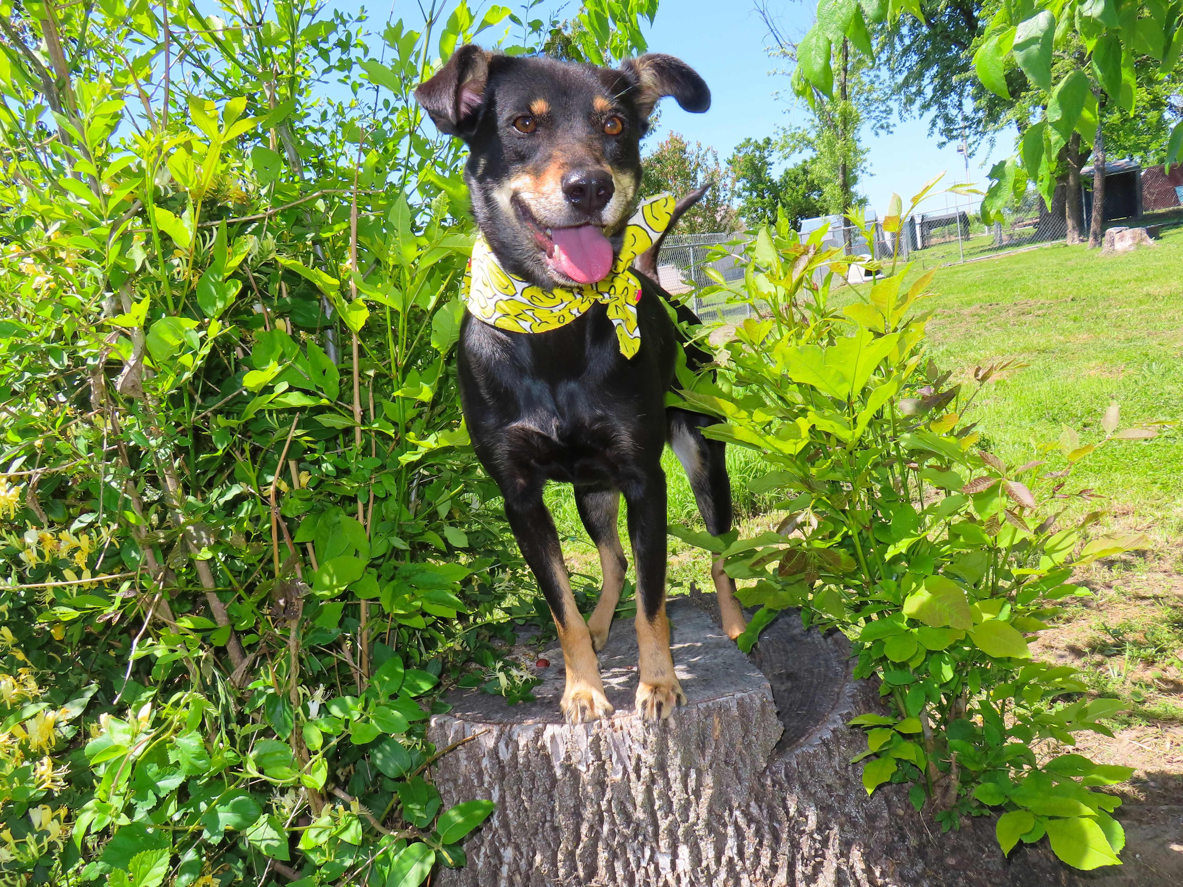 Enlarge Dosey Doe  26C-188, a ADOPTABLE mixed breed in Rogers, AR image 3/5