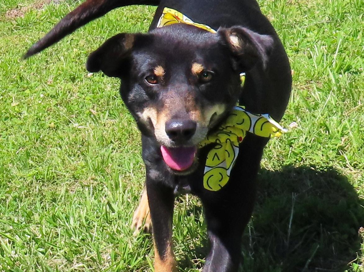 Dosey Doe  26C-188, ADOPTABLE, Young Female German Pinscher & Manchester Terrier.