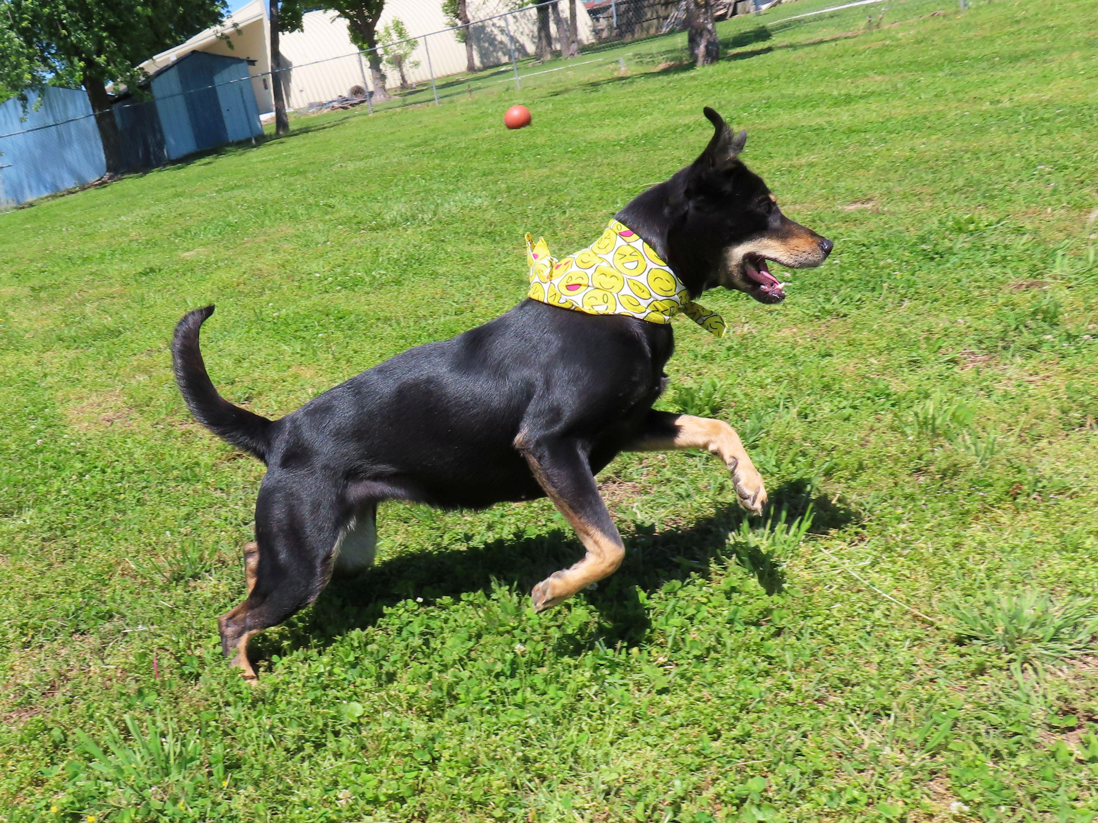 Enlarge Dosey Doe  26C-188, a ADOPTABLE mixed breed in Rogers, AR image 2/5