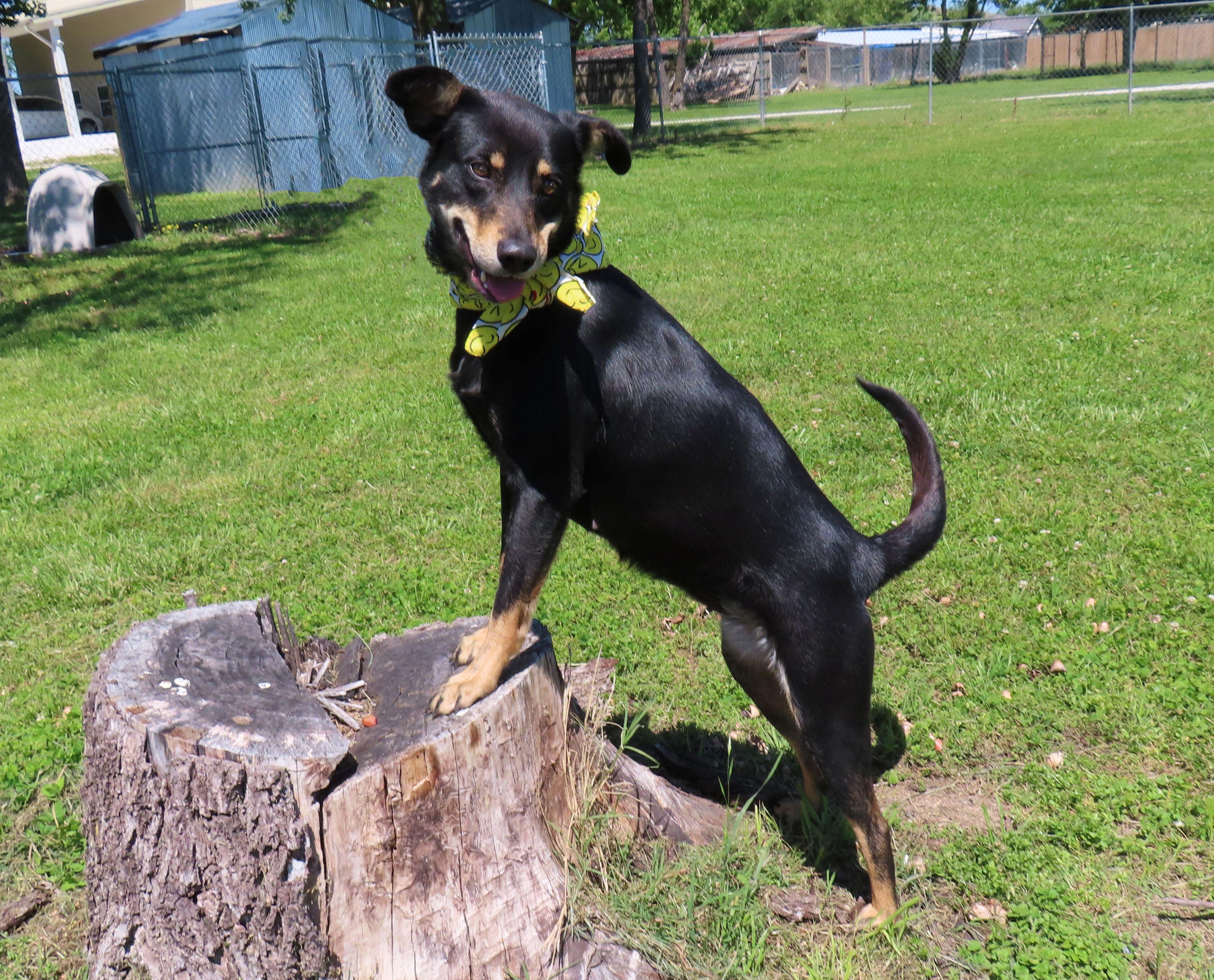 Enlarge Dosey Doe  26C-188, a ADOPTABLE mixed breed in Rogers, AR image 5/5