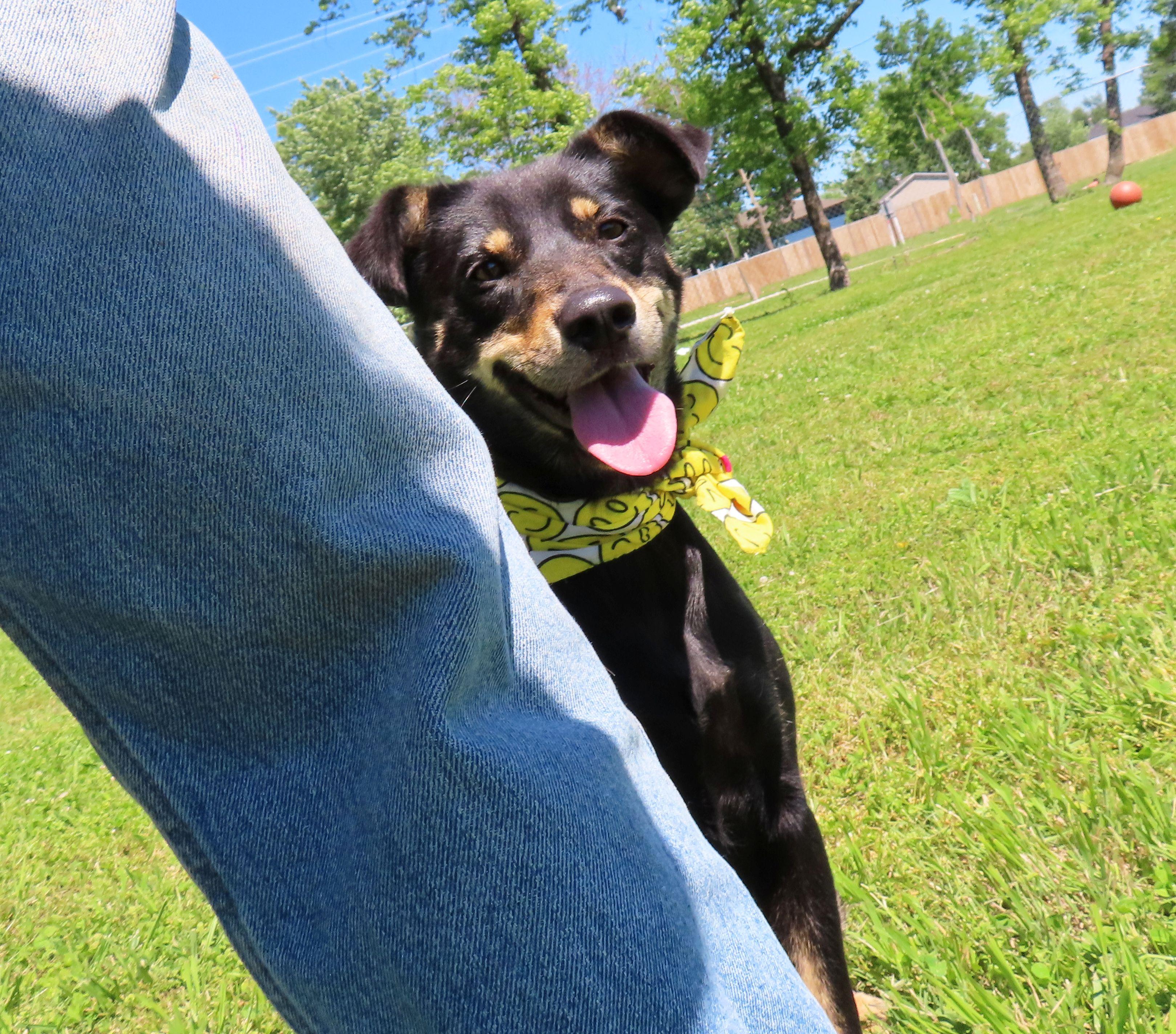 Enlarge Dosey Doe  26C-188, a ADOPTABLE mixed breed in Rogers, AR image 4/5