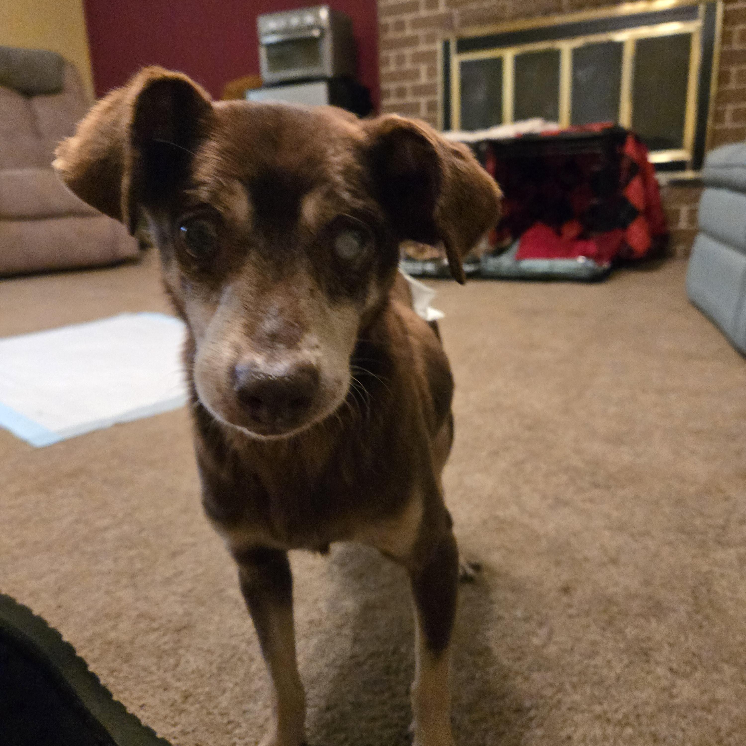 Abuelo — thumbnail 4