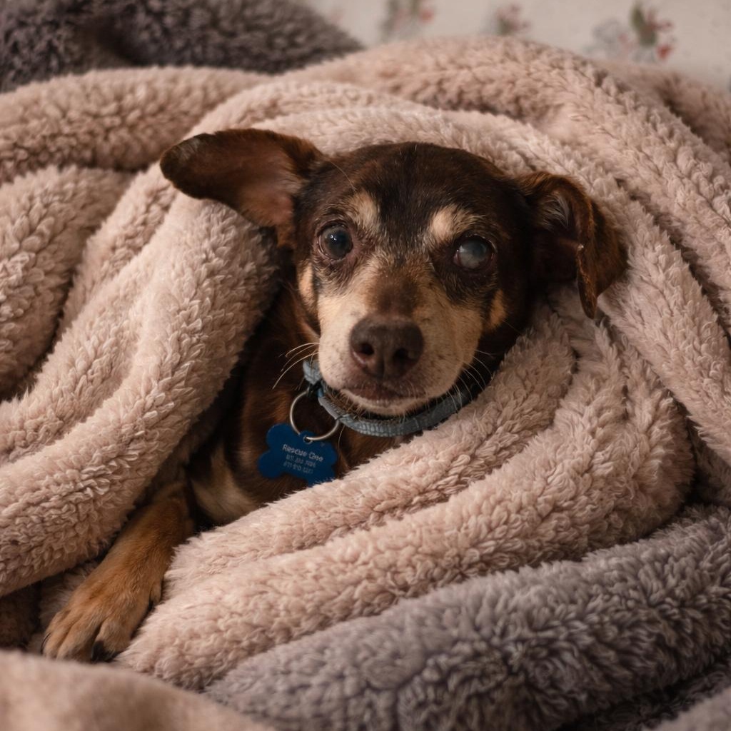 Abuelo — thumbnail 6