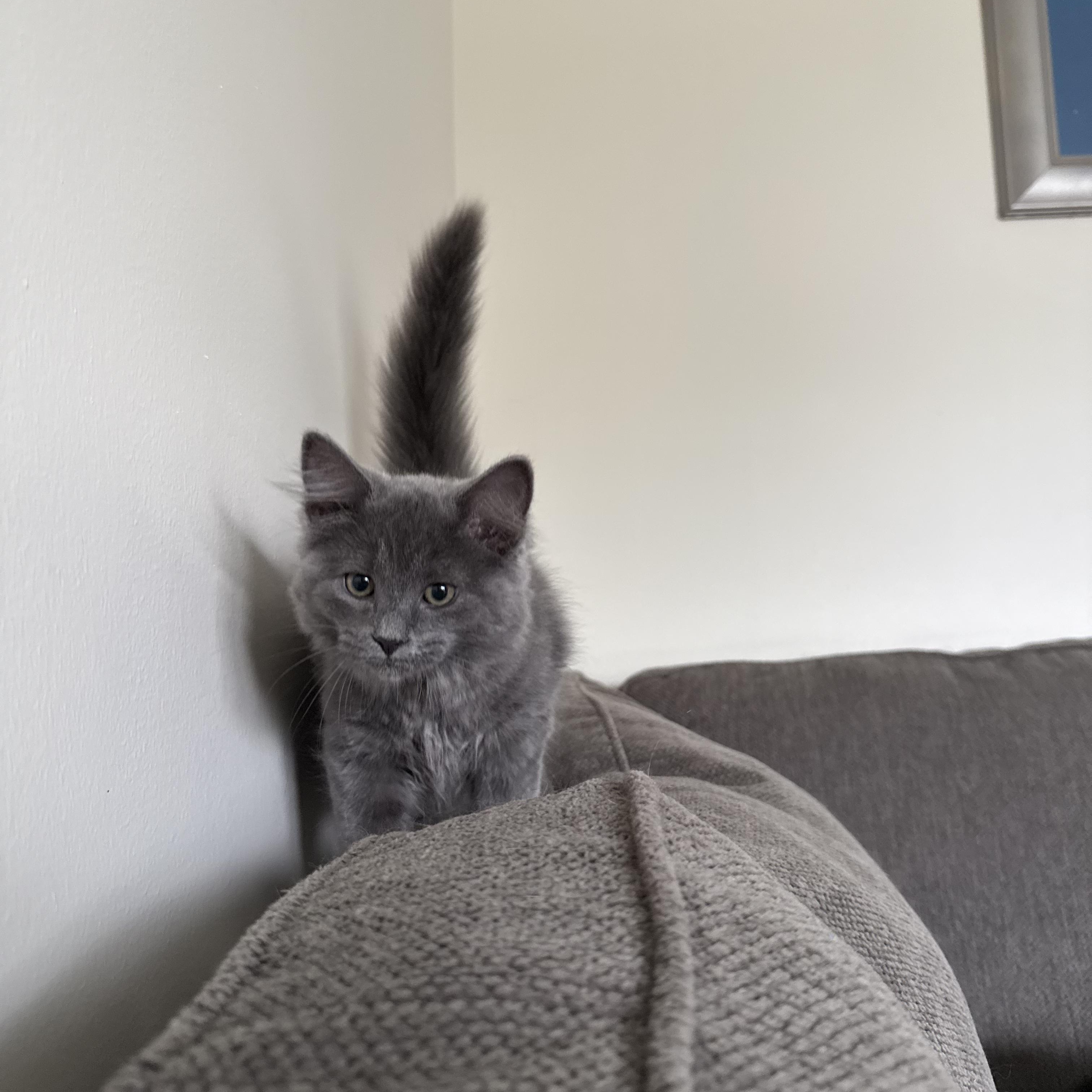 Amethyst, an adopted mixed breed in Miamisburg, OH image 6/6