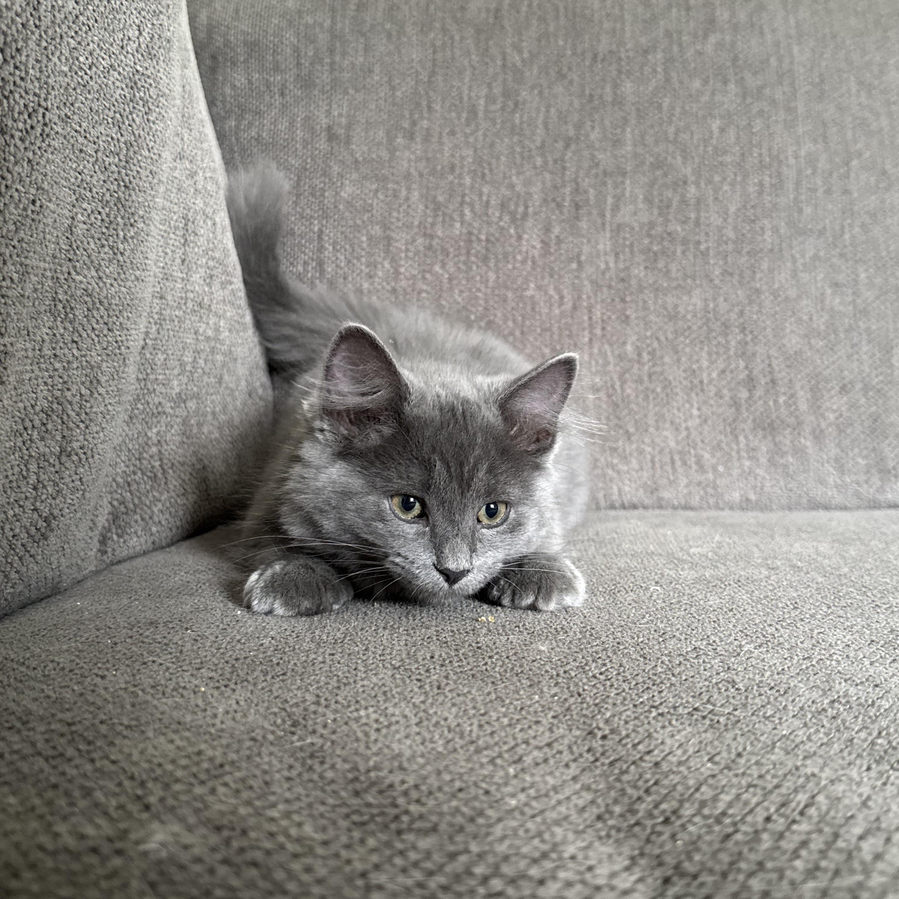 Amethyst, an adopted mixed breed in Miamisburg, OH image 4/6
