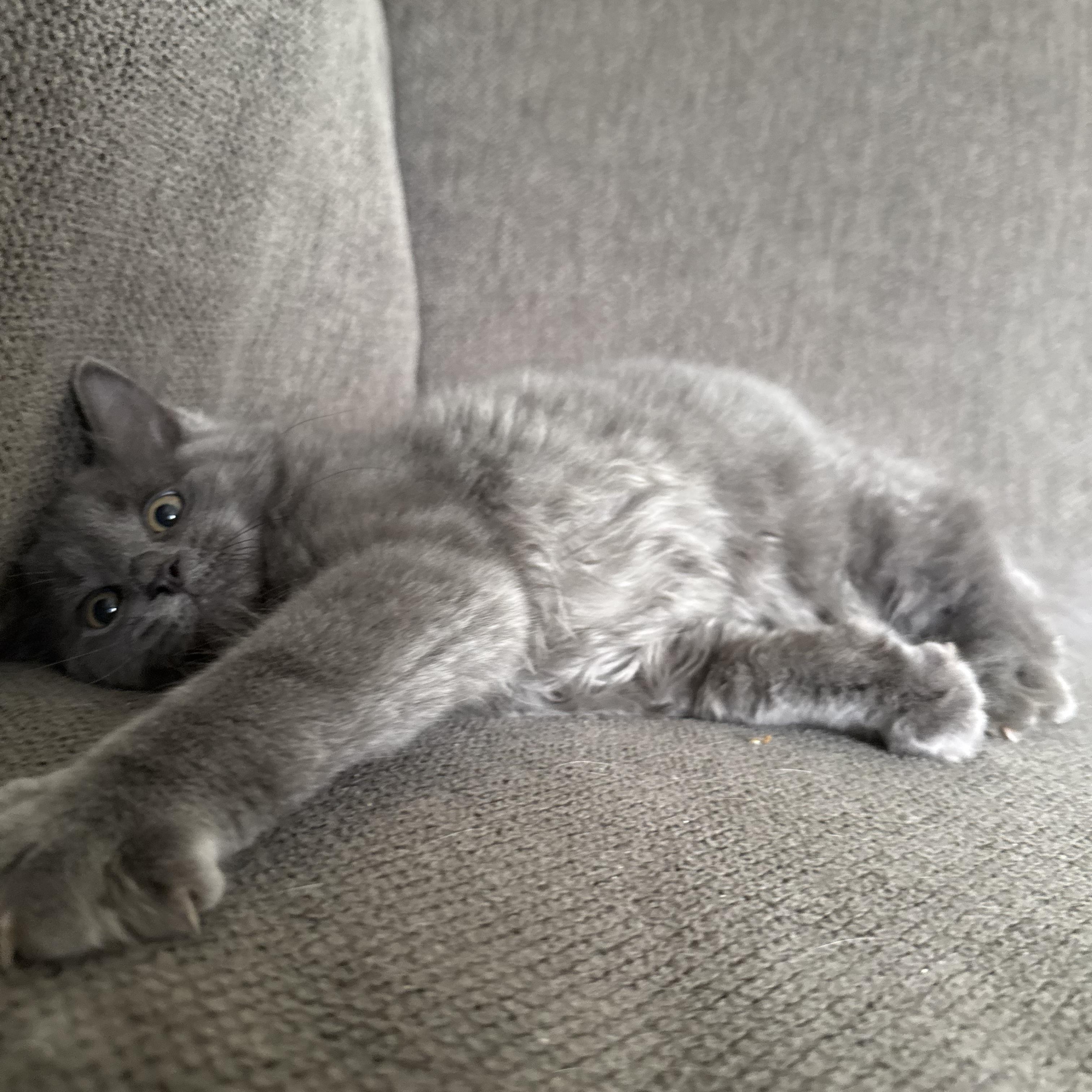 Amethyst, an adopted mixed breed in Miamisburg, OH image 2/6