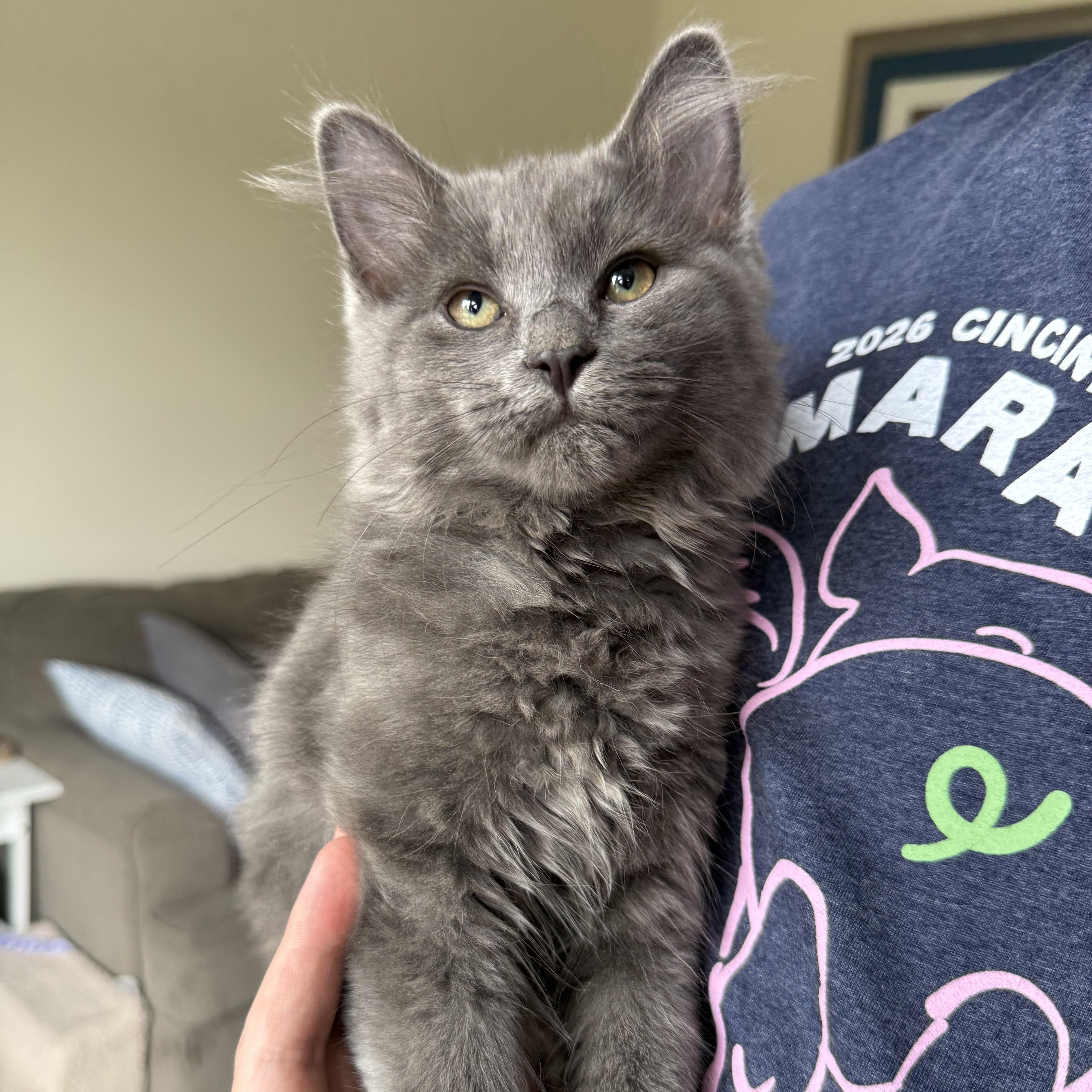 Amethyst, an adopted mixed breed in Miamisburg, OH image 1/6