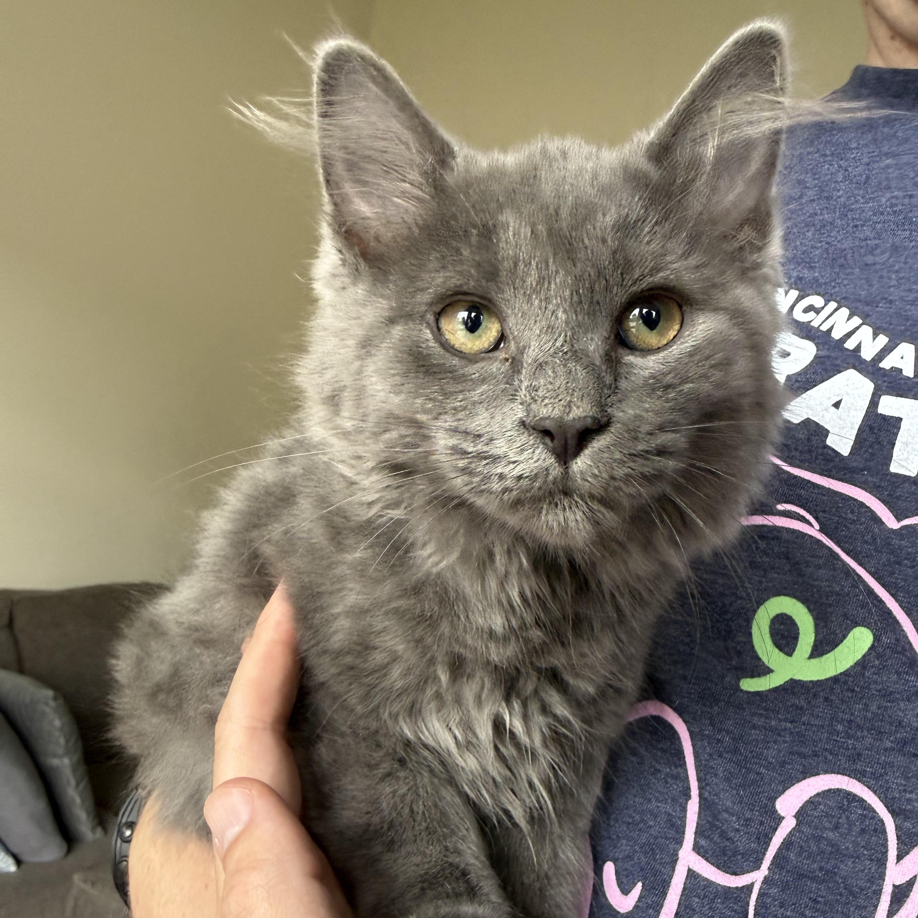 Amethyst, an adopted mixed breed in Miamisburg, OH image 5/6