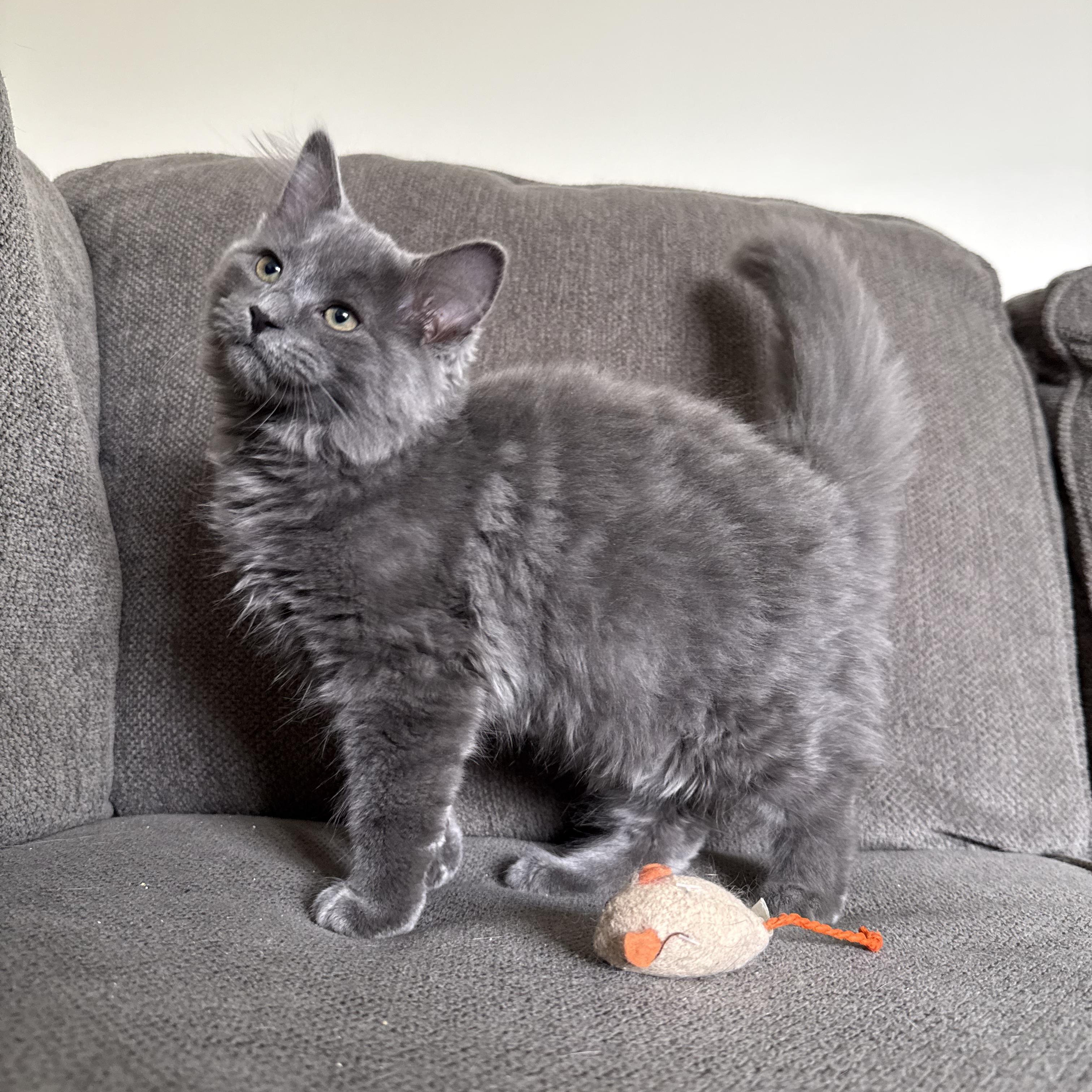 Amethyst, an adopted mixed breed in Miamisburg, OH image 3/6