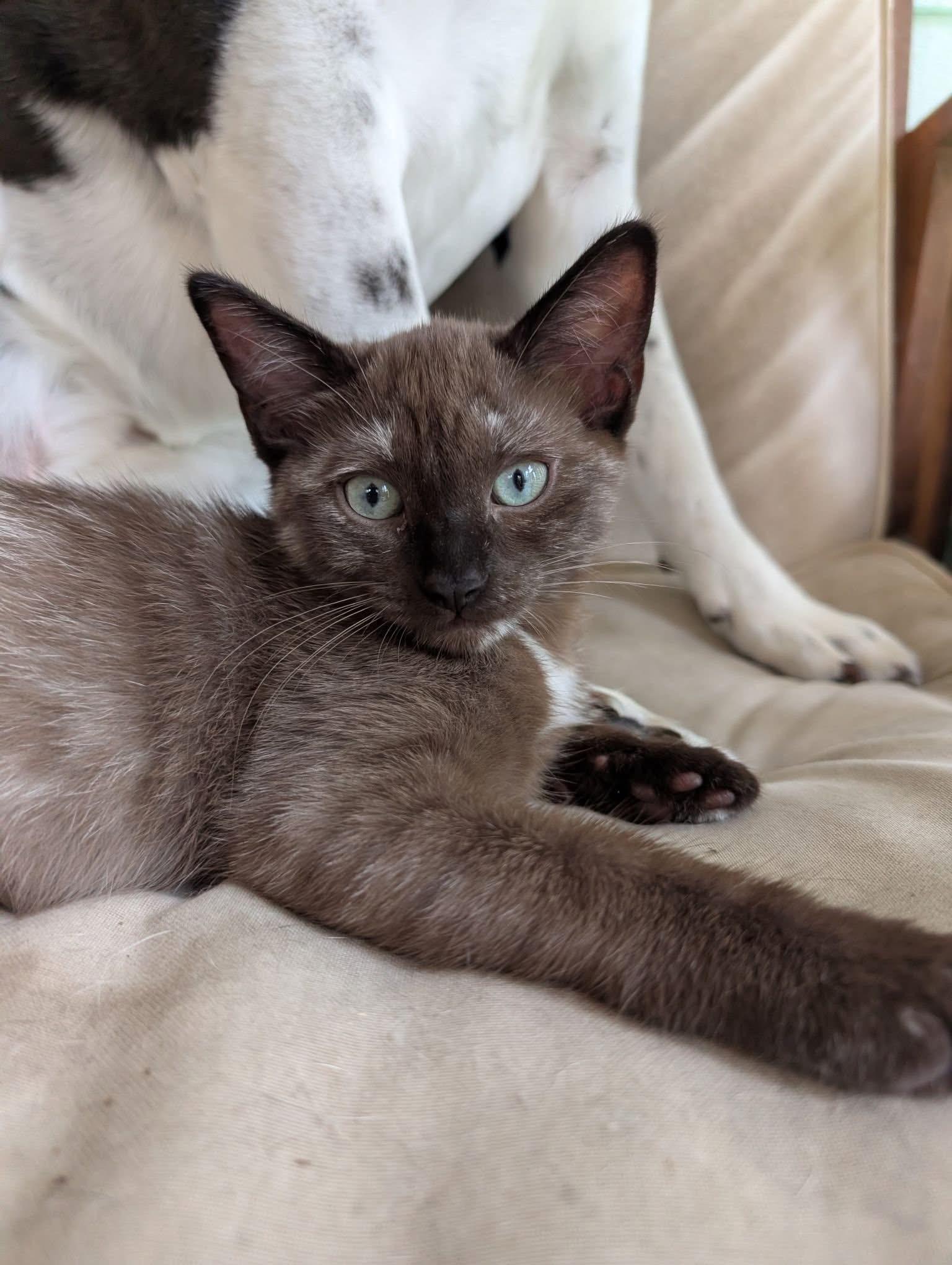 Choco Cat, a ADOPTABLE Domestic Short Hair in farmington, CT image 1/4
