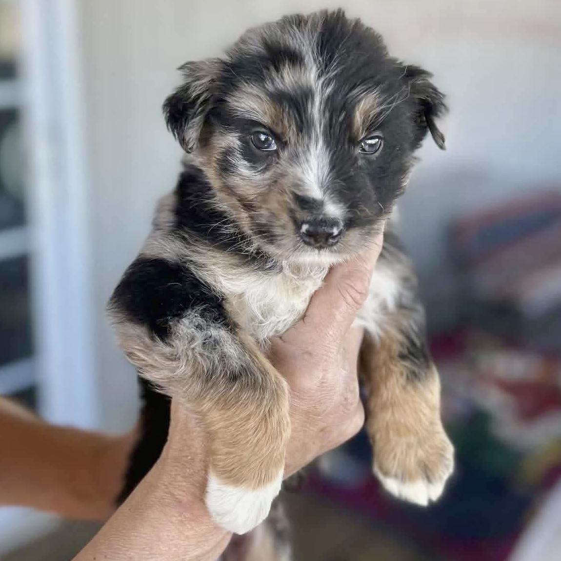 Sullivan, an adoptable mixed breed in Glenolden, PA image 2/6