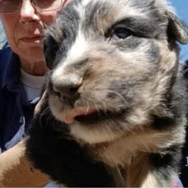 Sullivan, an adoptable mixed breed in Glenolden, PA image 6/6