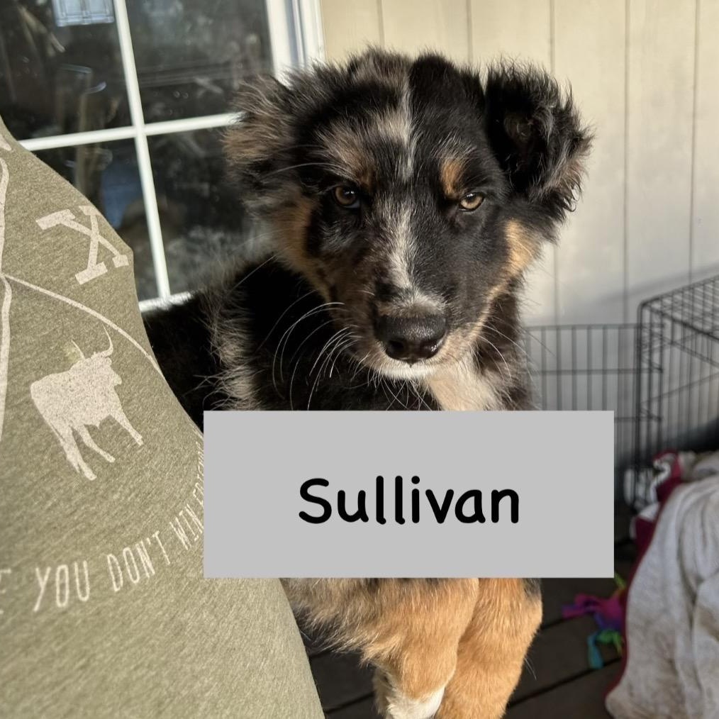 Sullivan, adoptable, Puppy Male Australian Shepherd & German Shepherd Dog.