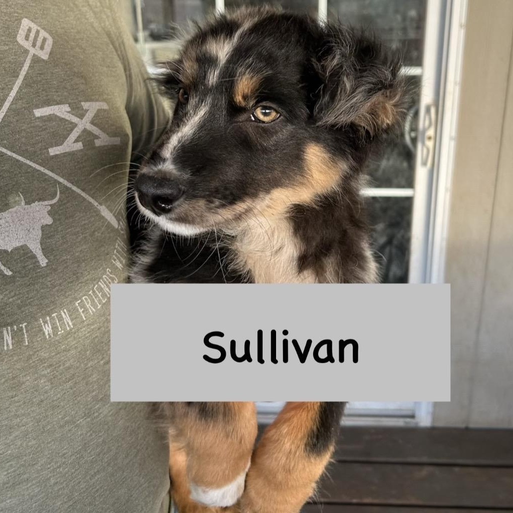 Sullivan, an adoptable mixed breed in Glenolden, PA image 3/6