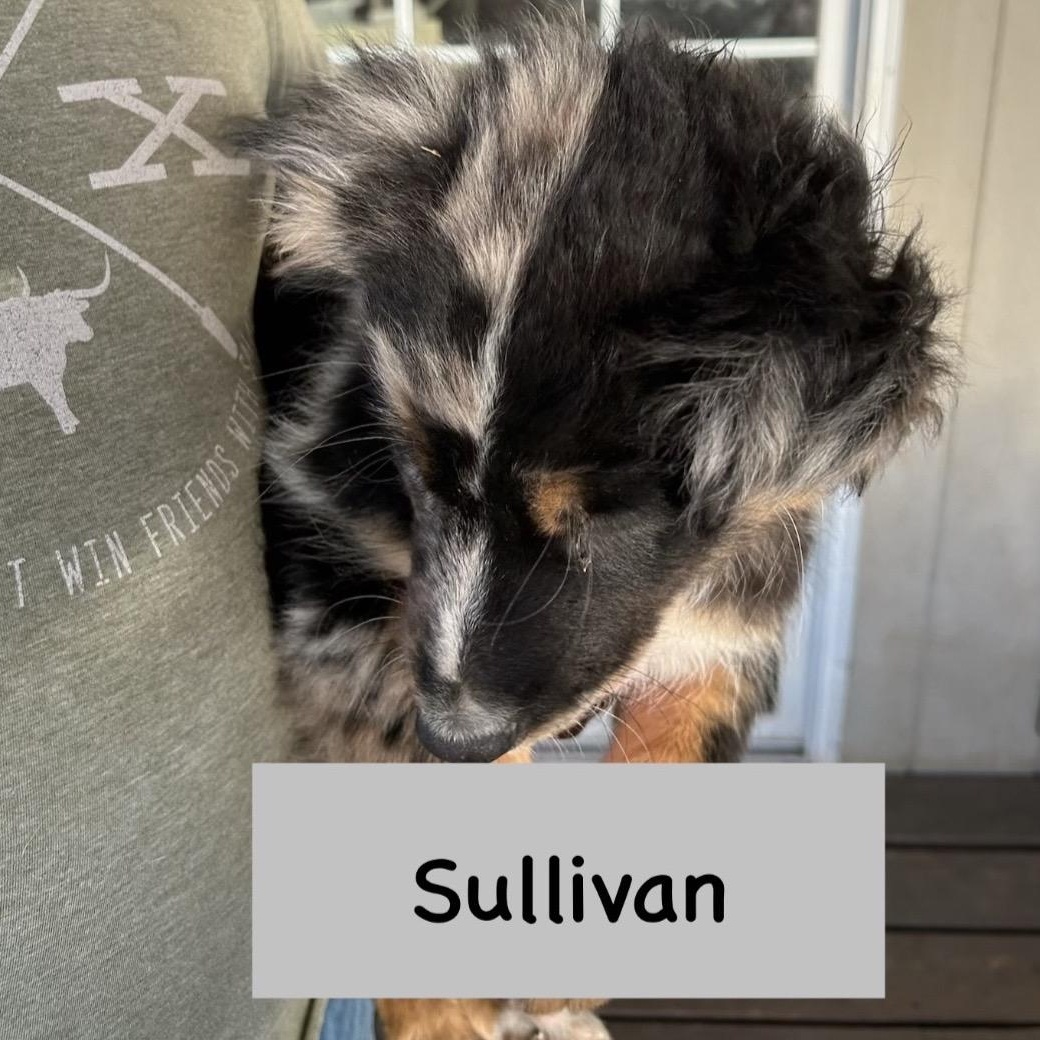 Sullivan, an adoptable mixed breed in Glenolden, PA image 4/6