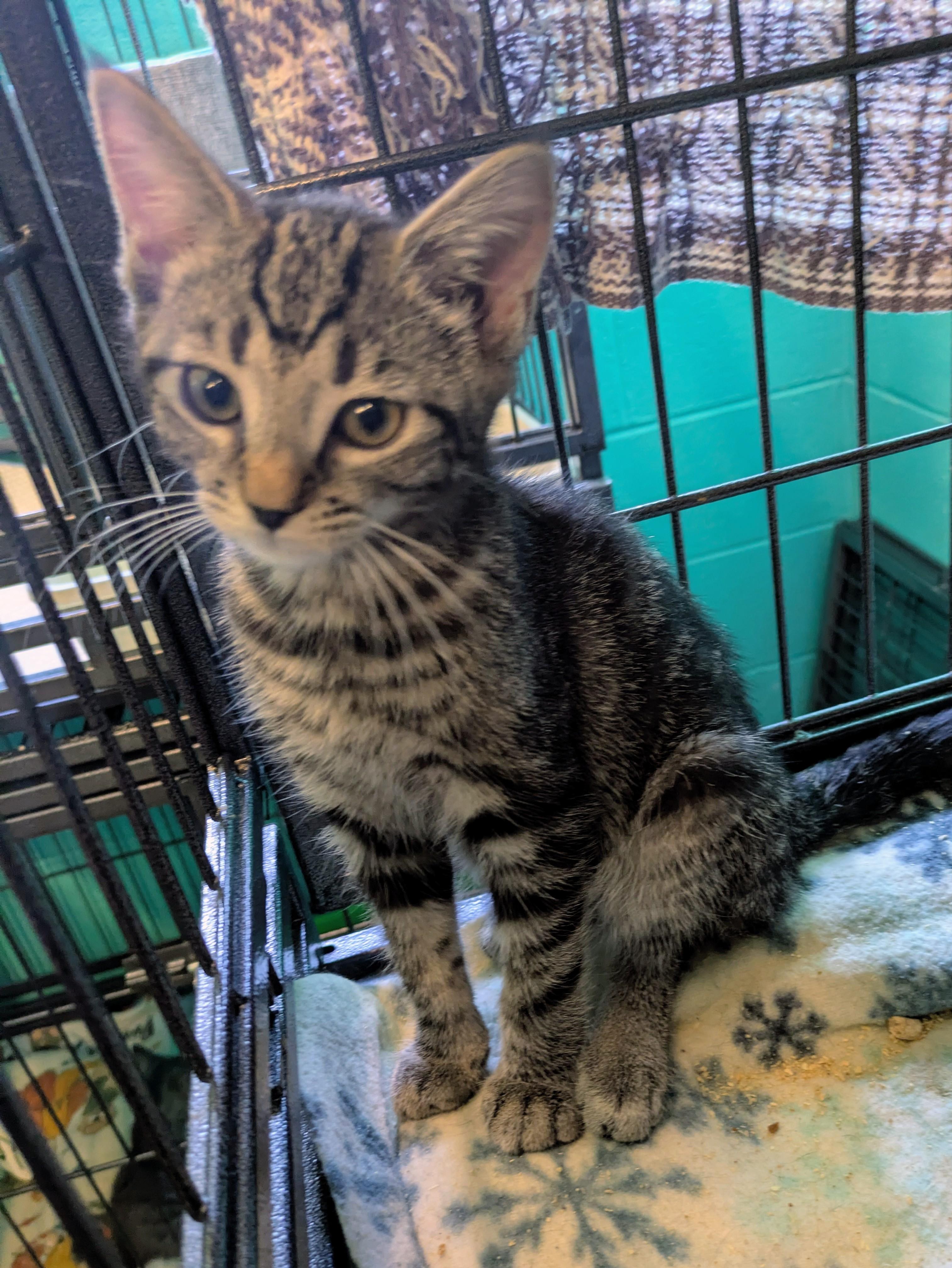 Possum, Adoptable, Young Female Domestic Short Hair.