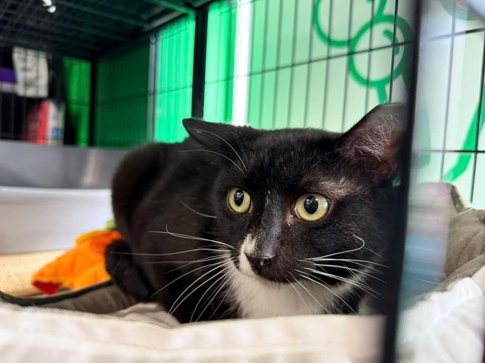 Enlarge McChicken, a ADOPTABLE Domestic Short Hair in Cleveland, OH image 1/5
