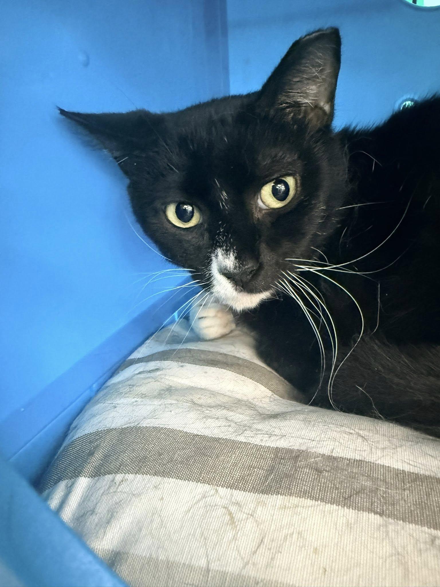 Enlarge McChicken, a ADOPTABLE Domestic Short Hair in Cleveland, OH image 2/5