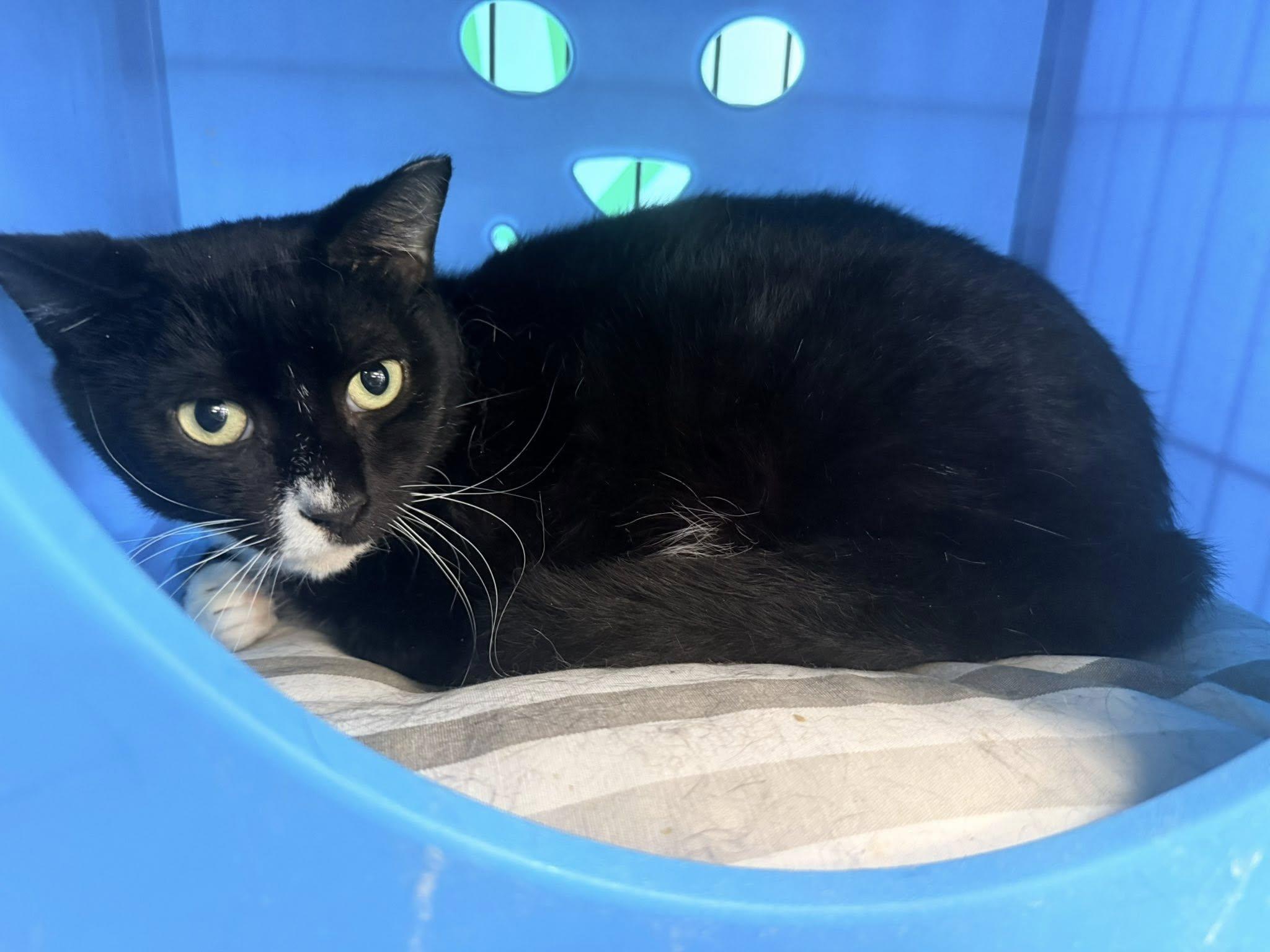 Enlarge McChicken, a ADOPTABLE Domestic Short Hair in Cleveland, OH image 4/5