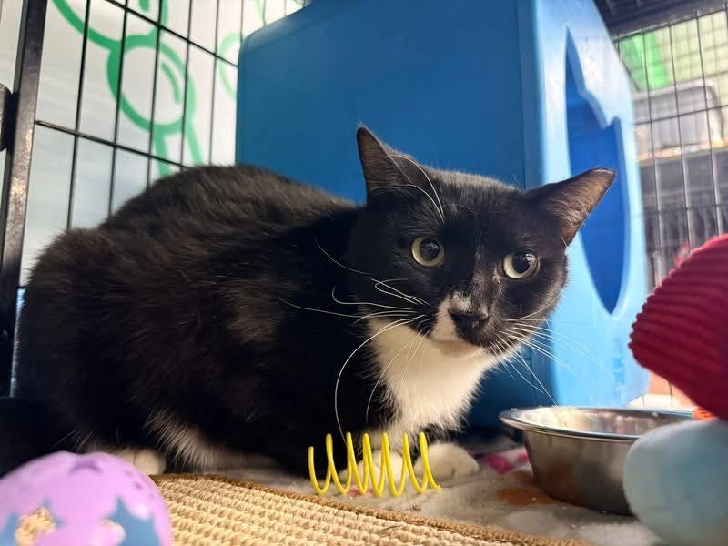 Enlarge McChicken, a ADOPTABLE Domestic Short Hair in Cleveland, OH image 3/5