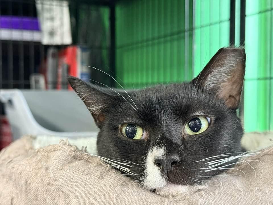 Enlarge McChicken, a ADOPTABLE Domestic Short Hair in Cleveland, OH image 5/5