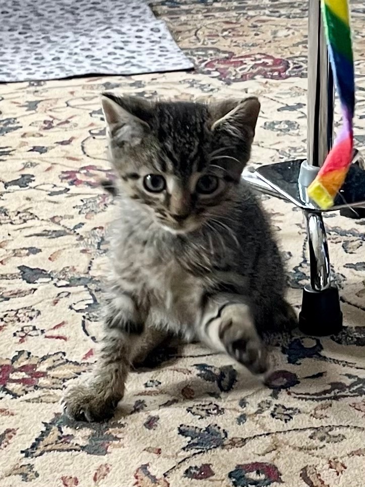 Enlarge Julian, a Adopted American Shorthair in Gloucester City, NJ image 1/1