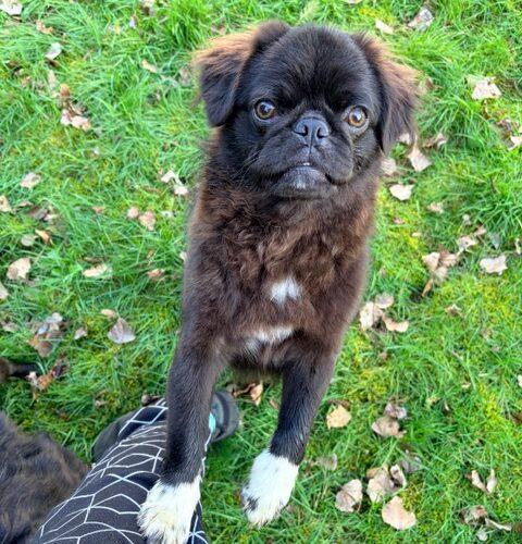 Harry, Adoptable, Puppy Male Pug & Pekingese.