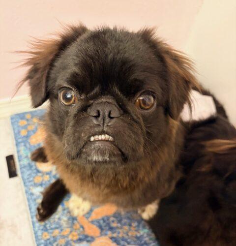 Enlarge Harry, a Adoptable mixed breed in Seattle, WA image 2/5