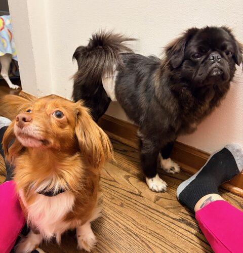 Enlarge Harry, a Adoptable mixed breed in Seattle, WA image 3/5