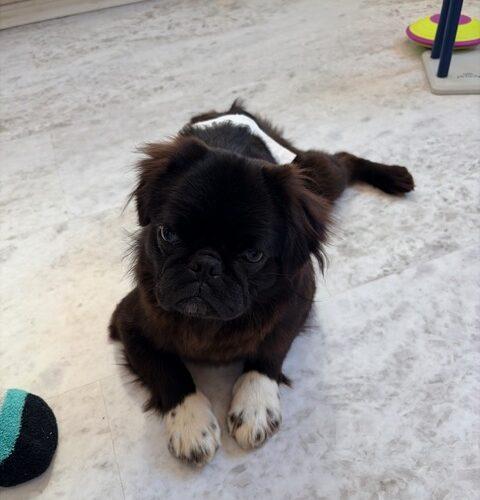 Enlarge Harry, a Adoptable mixed breed in Seattle, WA image 4/5