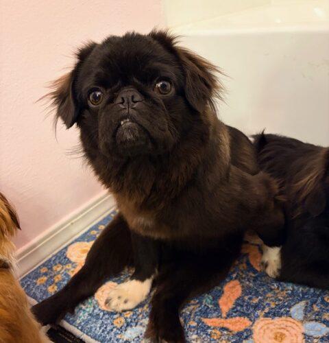 Enlarge Harry, a Adoptable mixed breed in Seattle, WA image 5/5