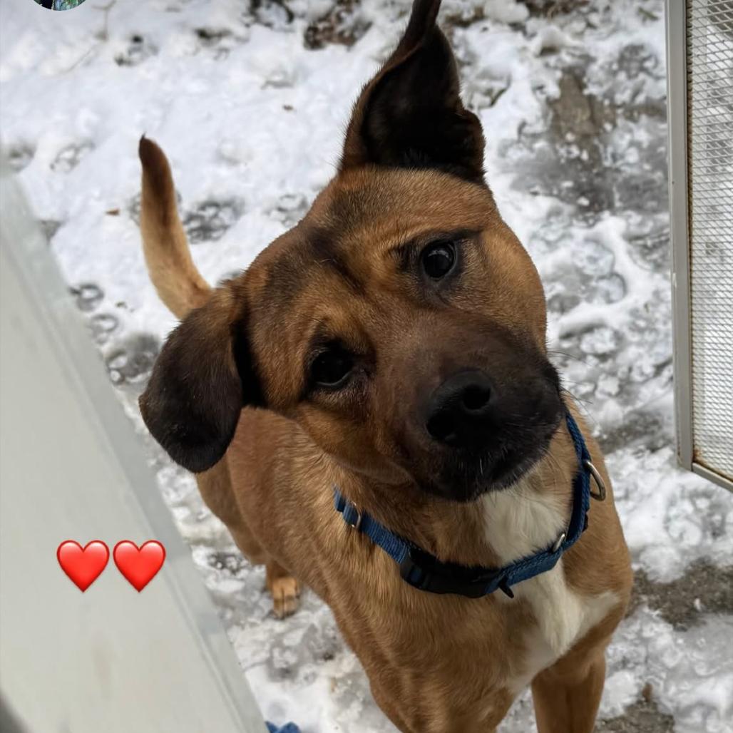 Kringle, Adoptable, Adult Male Shepherd.