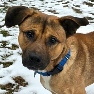 Enlarge Kringle, a Adoptable Shepherd in Owosso, MI image 2/6