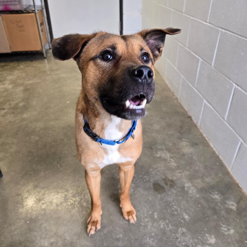 Enlarge Kringle, a Adoptable Shepherd in Owosso, MI image 3/6