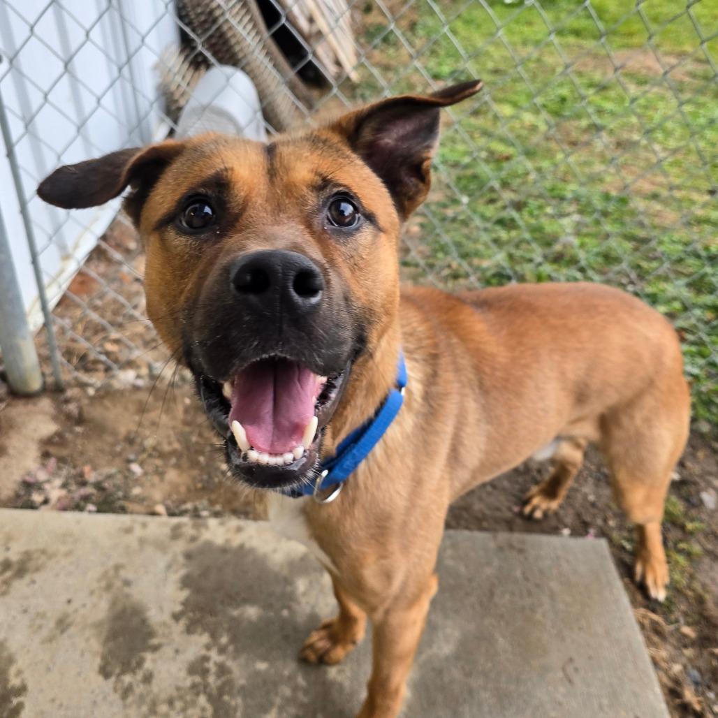 Enlarge Kringle, a Adoptable Shepherd in Owosso, MI image 4/6