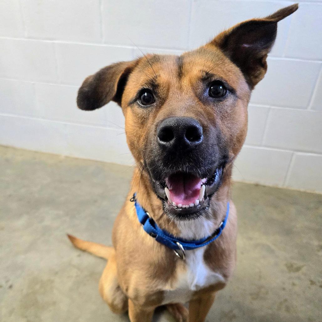 Enlarge Kringle, a Adoptable Shepherd in Owosso, MI image 5/6