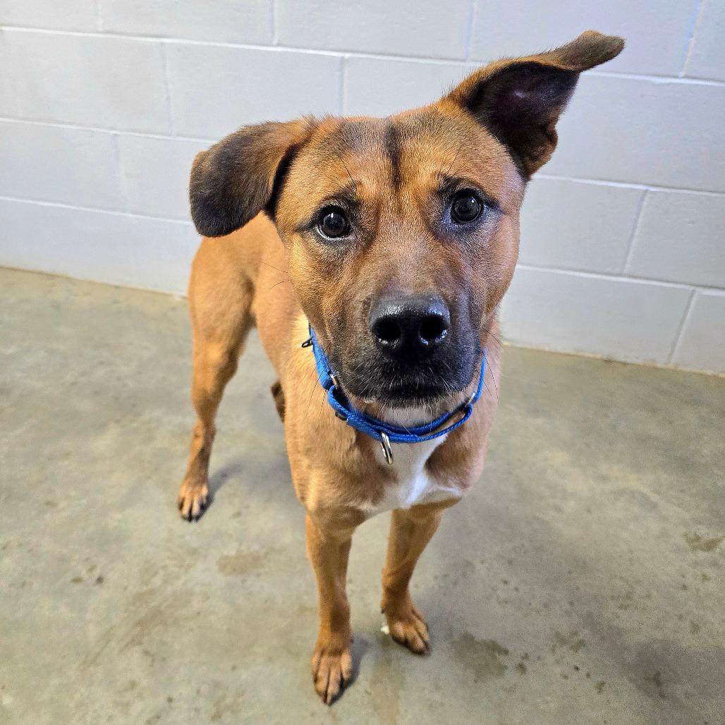 Enlarge Kringle, a Adoptable Shepherd in Owosso, MI image 6/6
