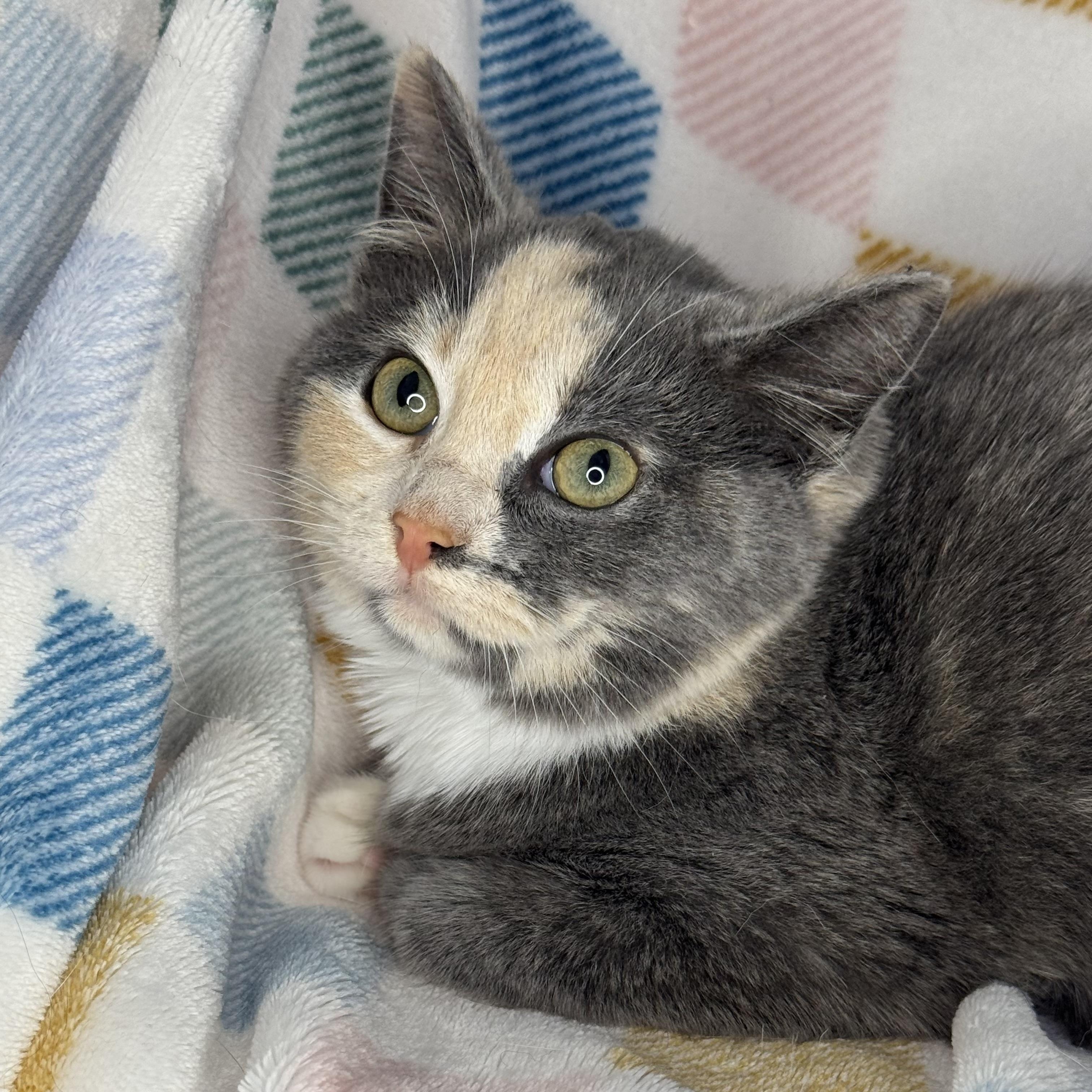 Stripe, Adoptable, Young Female Dilute Tortoiseshell.