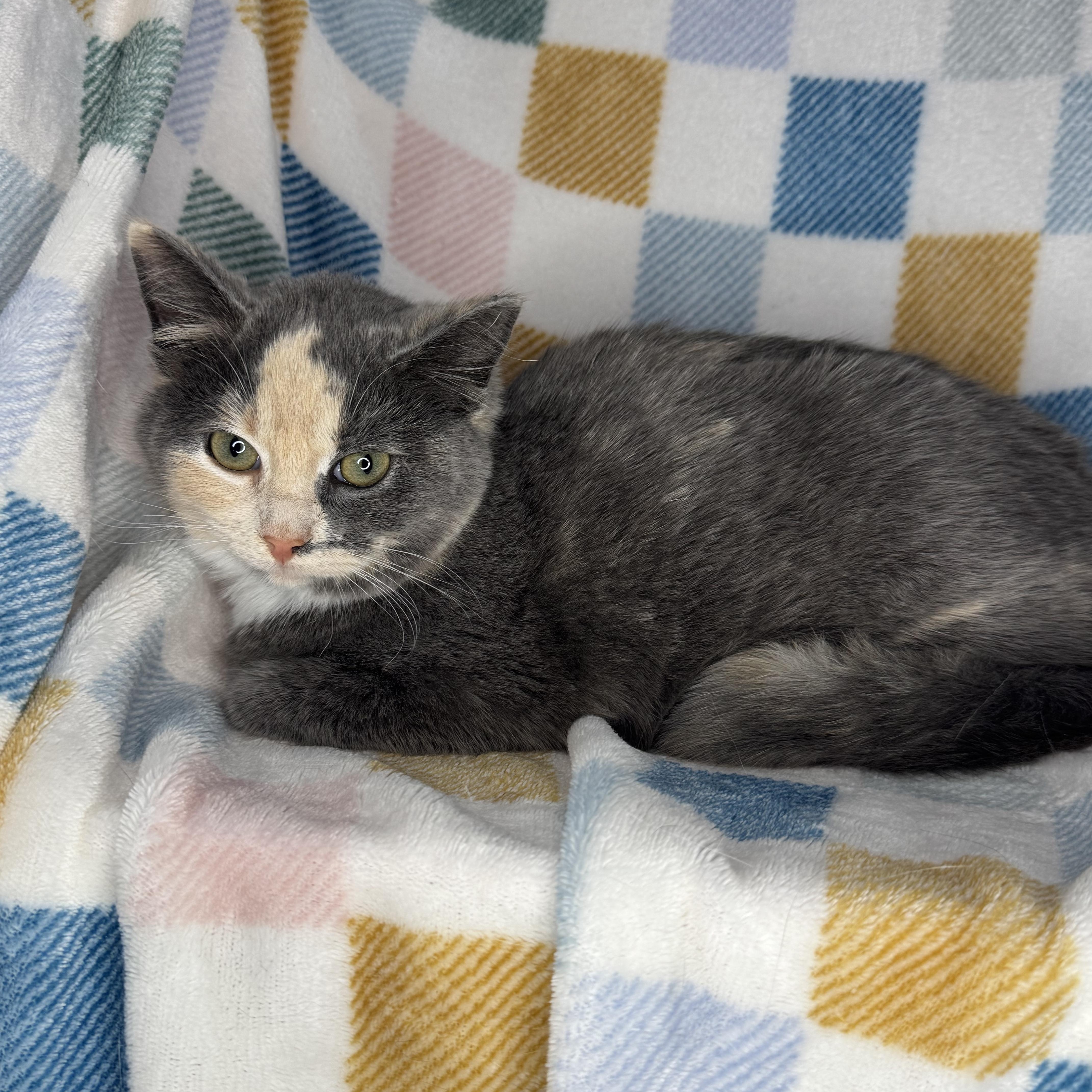 Enlarge Stripe, a Adoptable Dilute Tortoiseshell in Mount Vernon, IL image 6/6