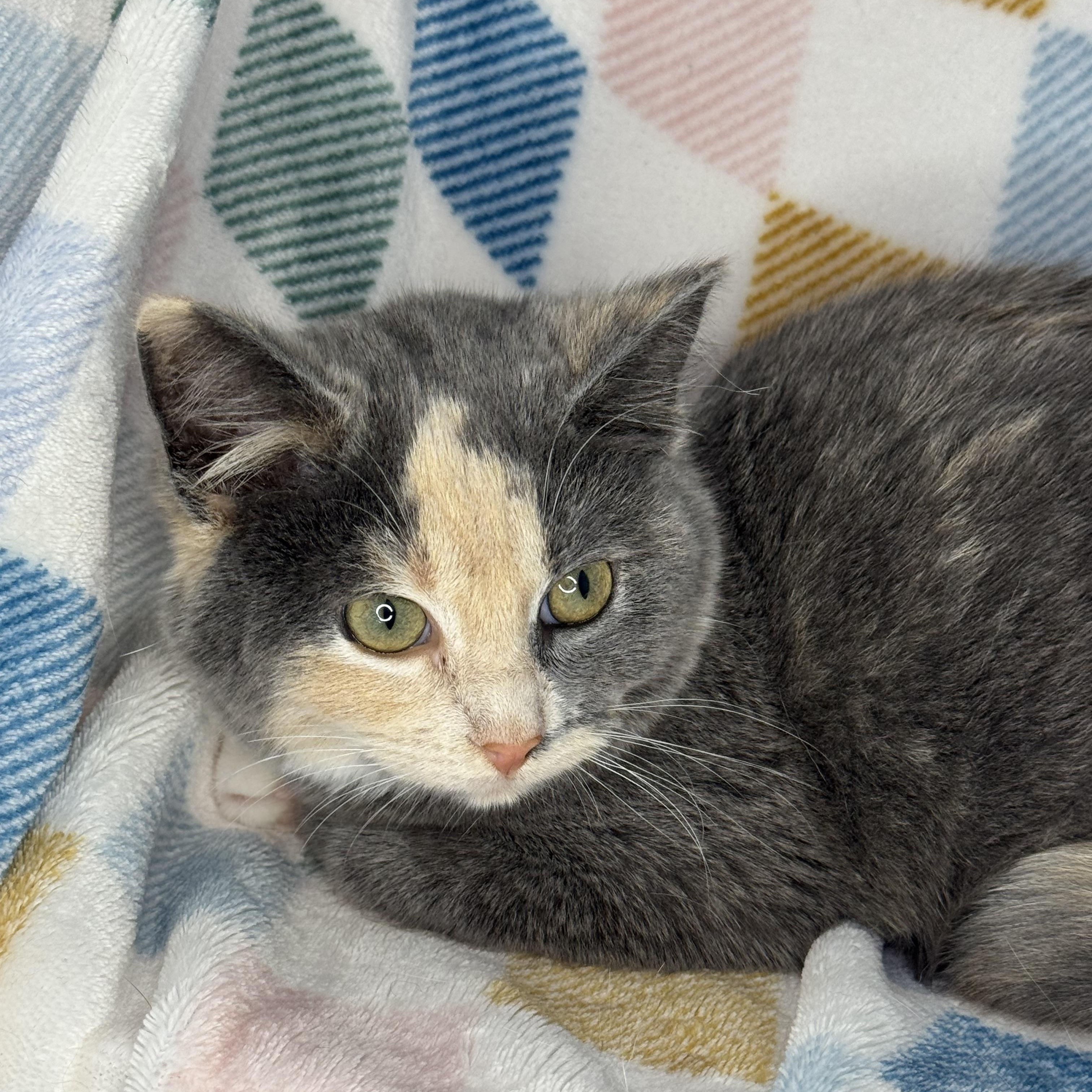 Enlarge Stripe, a Adoptable Dilute Tortoiseshell in Mount Vernon, IL image 5/6
