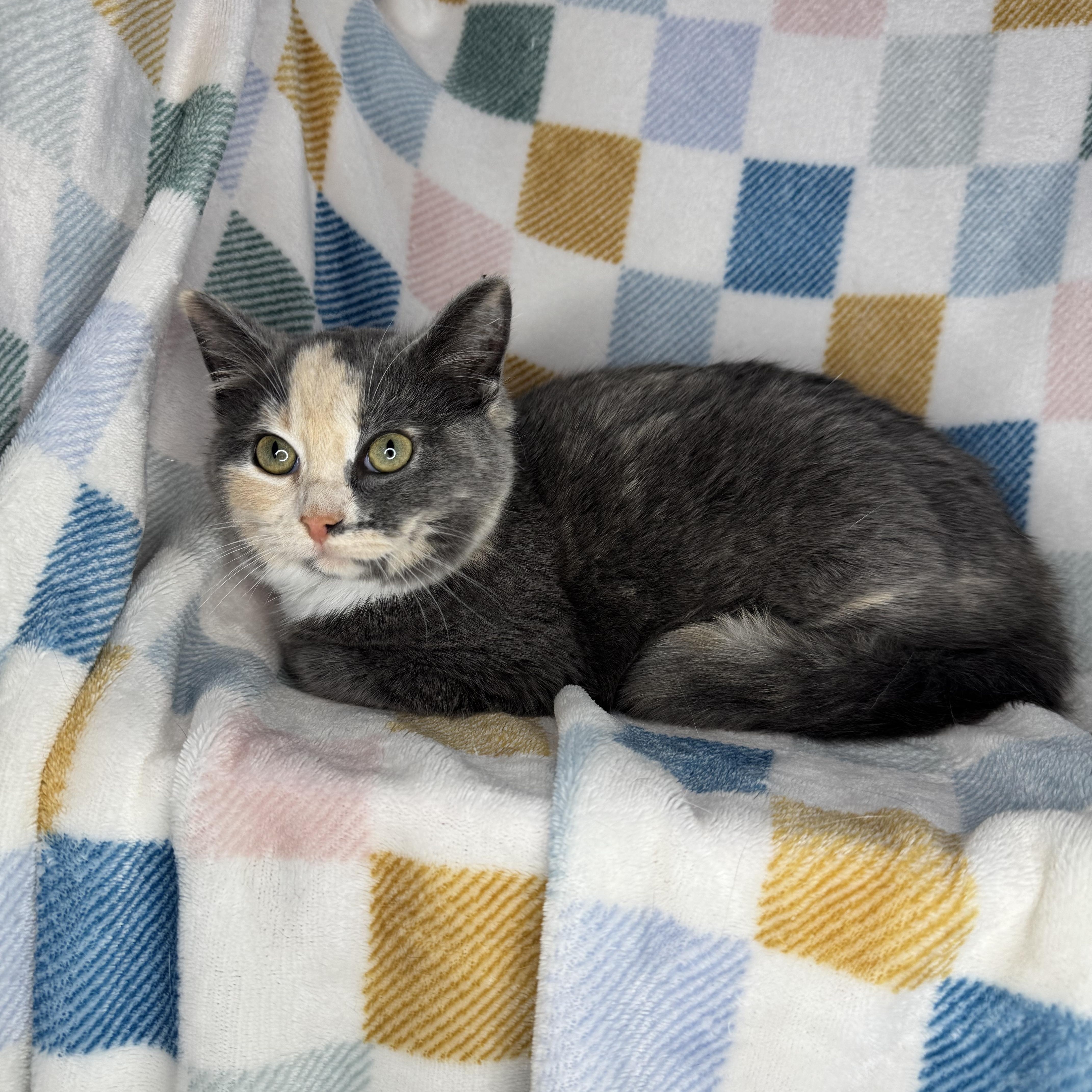 Enlarge Stripe, a Adoptable Dilute Tortoiseshell in Mount Vernon, IL image 2/6