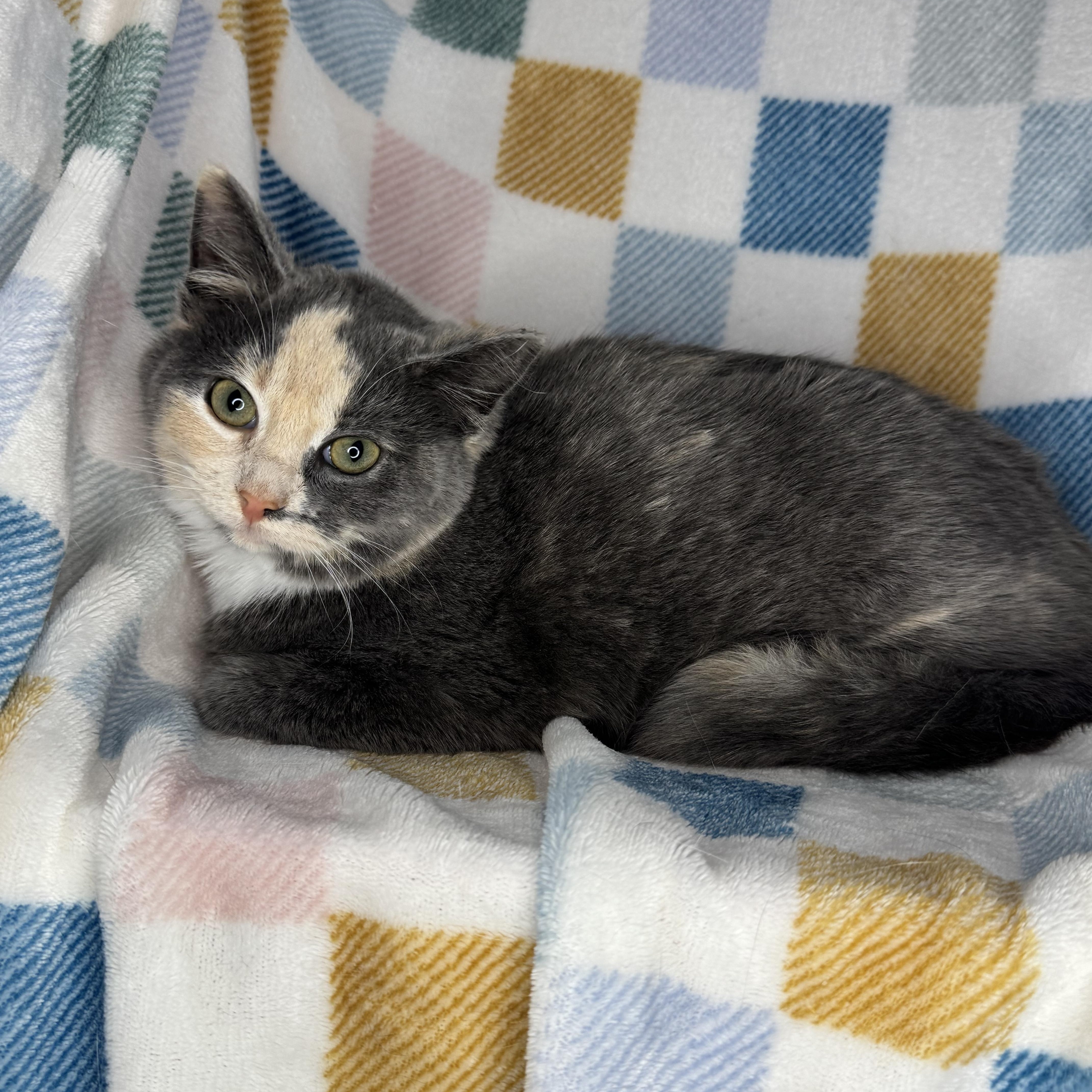Enlarge Stripe, a Adoptable Dilute Tortoiseshell in Mount Vernon, IL image 4/6
