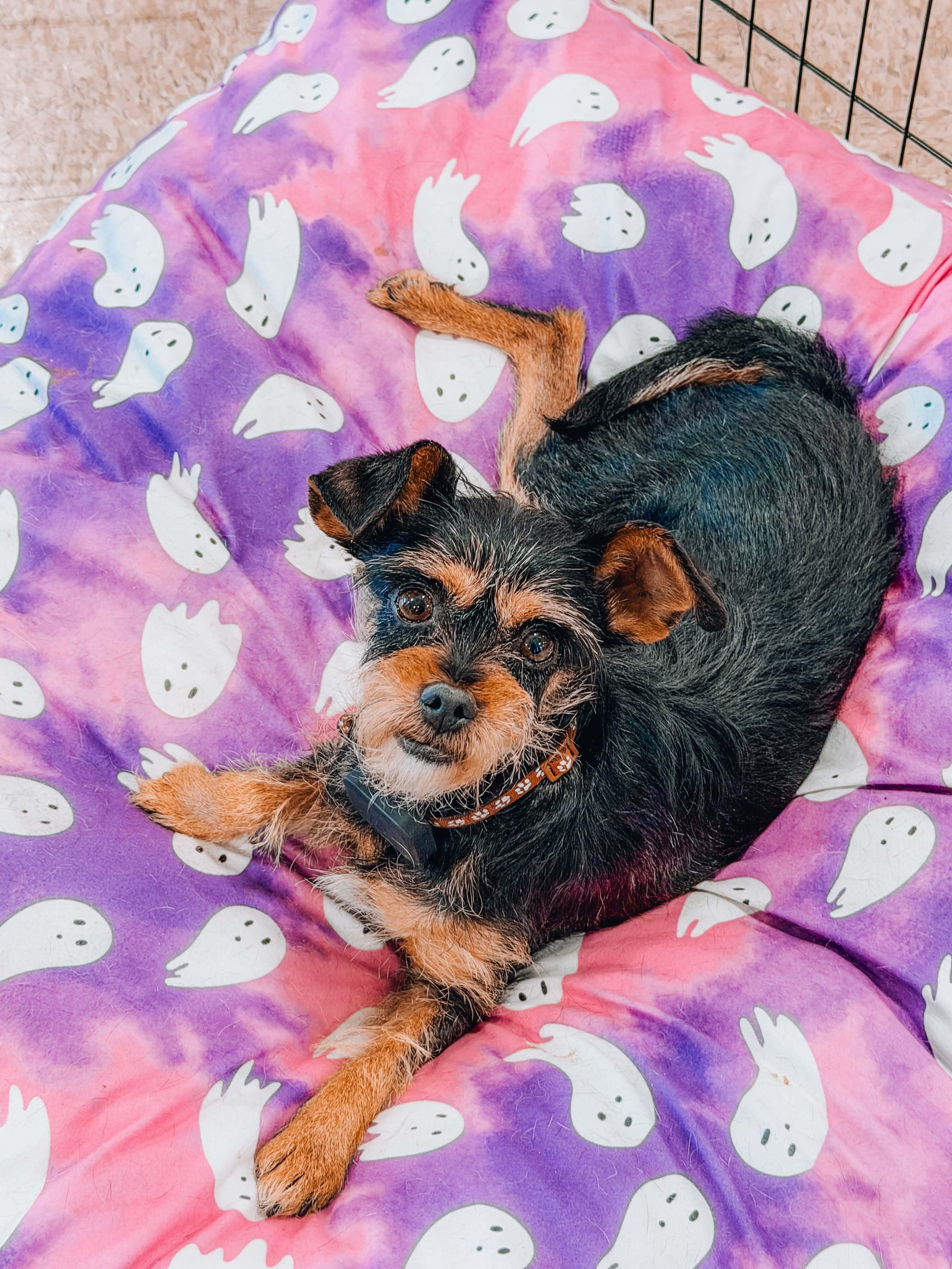 Fanta, Adoptable, Adult Female Yorkshire Terrier & Border Terrier.