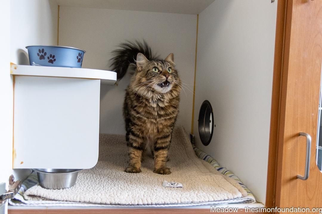 Enlarge Meadow, a Adopted Domestic Medium Hair in Bloomfield, CT image 4/4