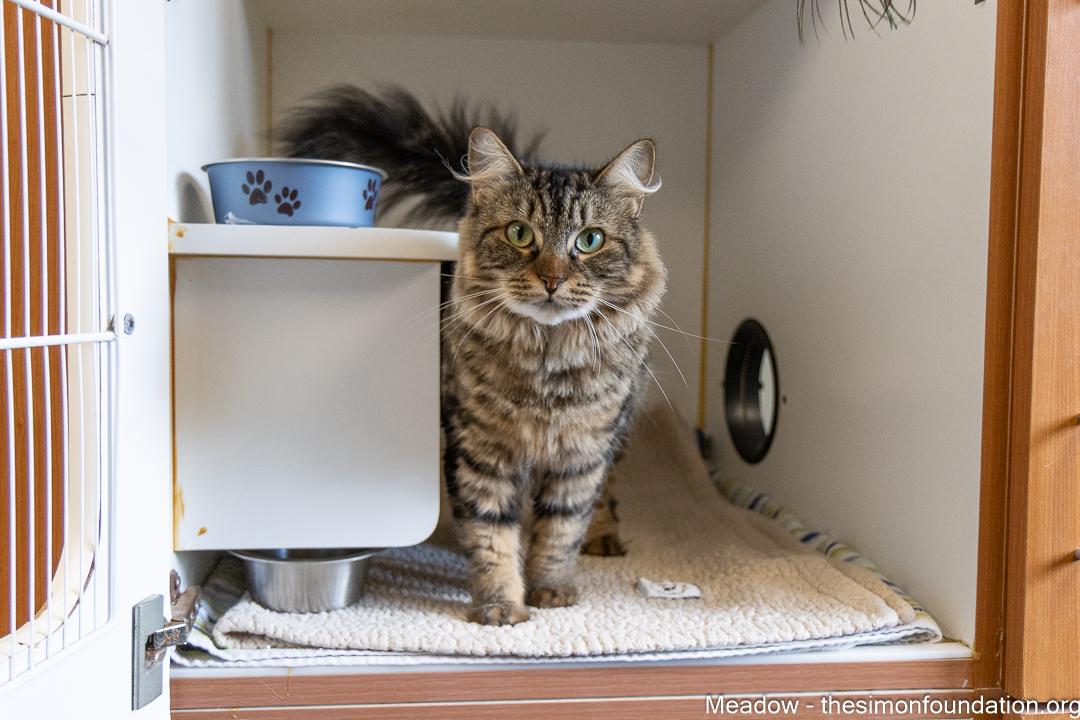 Meadow, Adopted, Adult Female Domestic Medium Hair.