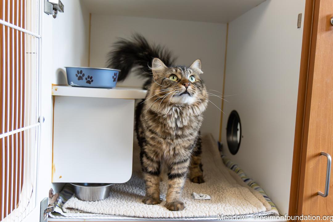 Enlarge Meadow, a Adopted Domestic Medium Hair in Bloomfield, CT image 2/4