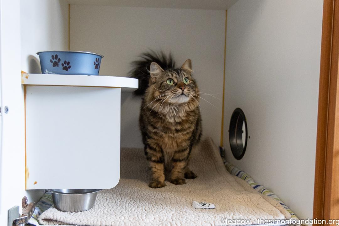 Enlarge Meadow, a Adopted Domestic Medium Hair in Bloomfield, CT image 3/4