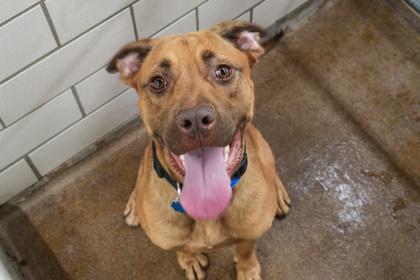 Bernard, Adoptable, Young Male Pit Bull Terrier & Mixed Breed.