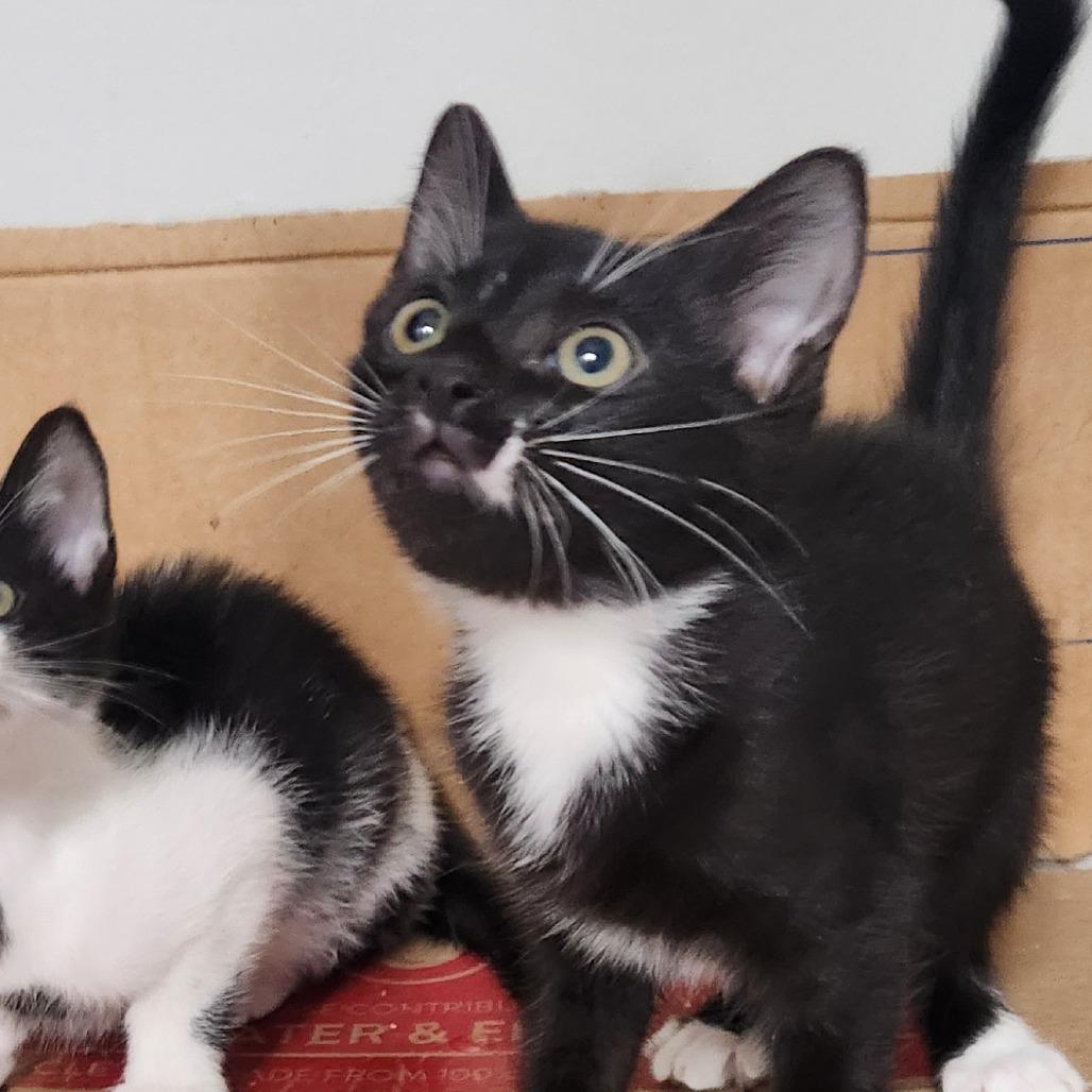 Kevin, Adoptable, Kitten Male Domestic Short Hair.